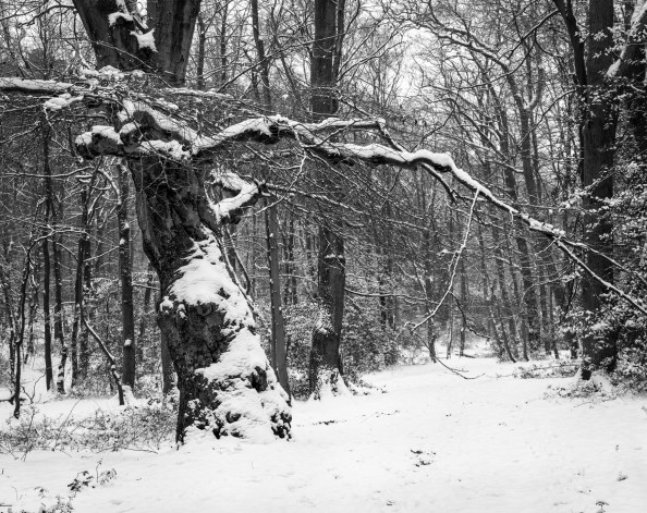 Pollarded tree alongside path to Middle Pond, Burnham Beeches January 2013